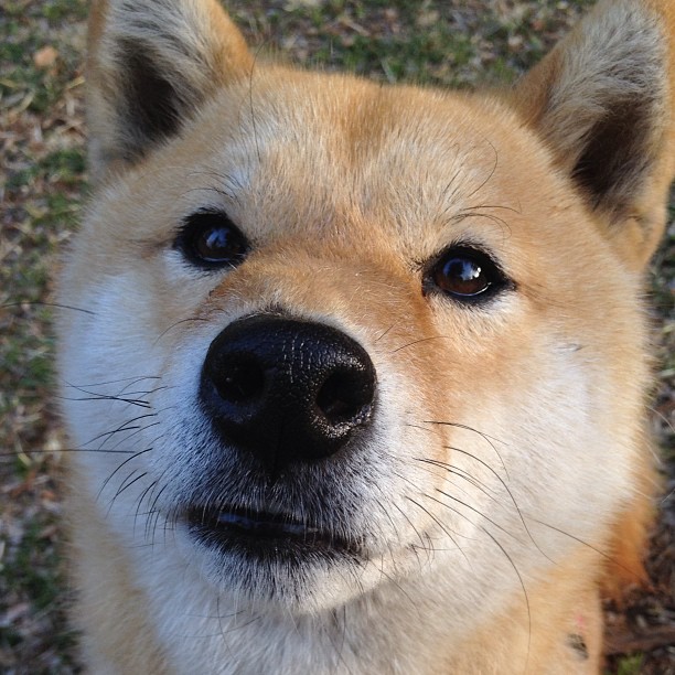 黄黑风暴席卷北境，当多特蒙德在欧冠决赛一波带走加拿大
