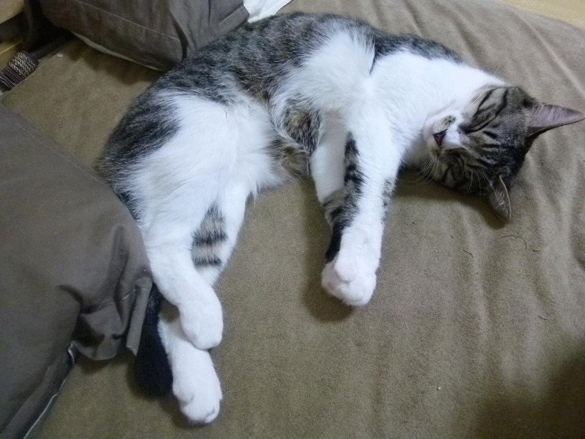 哈登降维打击，当CBA遭遇史诗级进攻万花筒