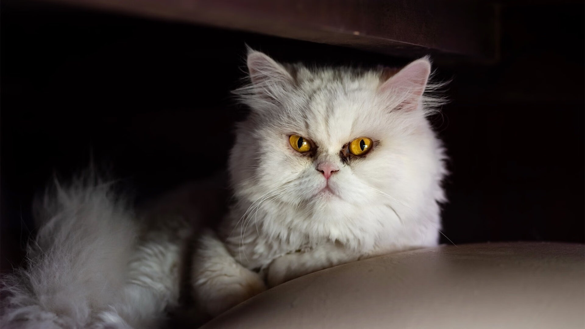 鹰啸马赛港，马丁内利光芒刺破夜空，拉齐奥客场收割欧战胜利