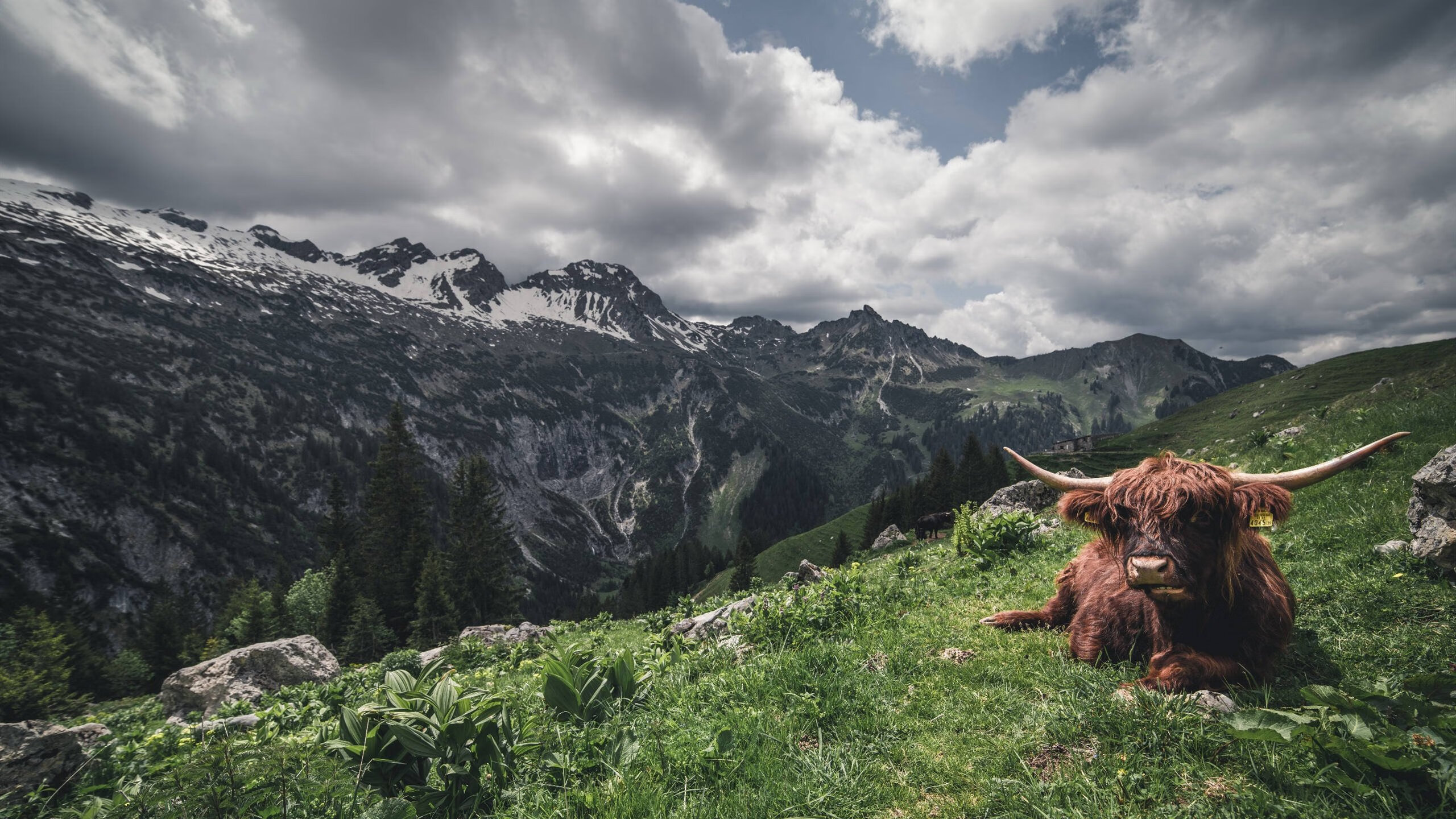 钢铁诗人与铜墙铁壁，当德罗赞的舞蹈照亮北京的夜